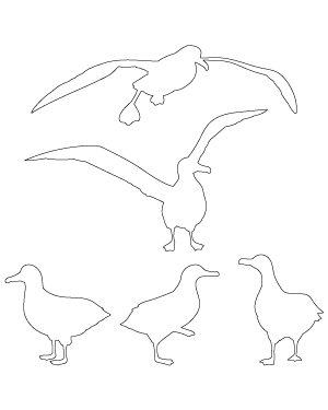 Albatross Patterns