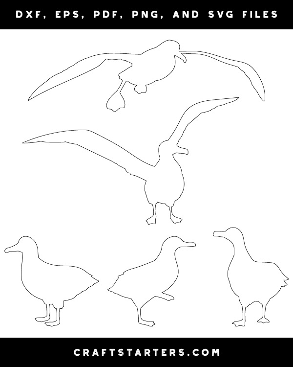 Albatross Patterns