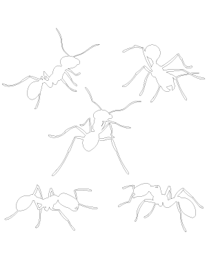 Ant Patterns
