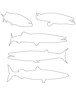Barracuda Patterns