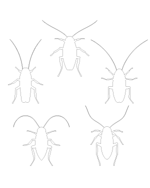Cockroach Top View Patterns
