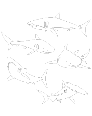 Detailed Shark Patterns