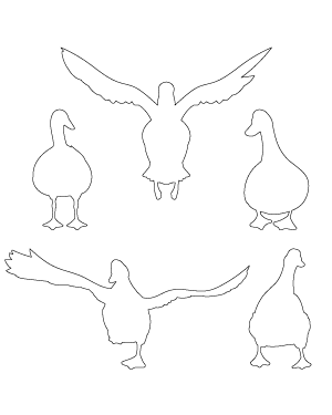 Duck Front View Patterns