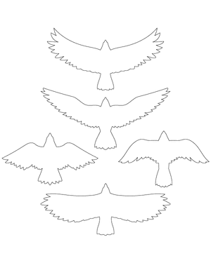 Eagle Top View Patterns