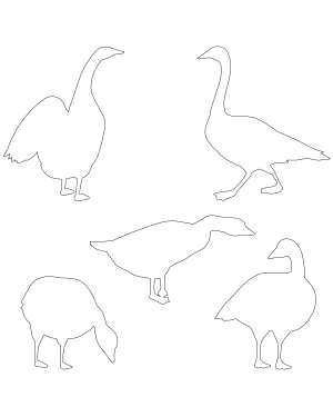 Goose Patterns