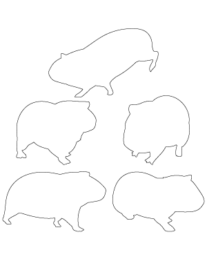 Guinea Pig Patterns
