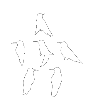 Hummingbird Patterns