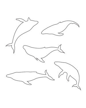 Humpback Whale Patterns