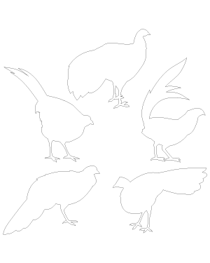 Pheasant Patterns