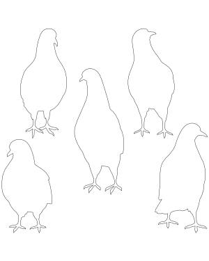 Pigeon Front View Patterns