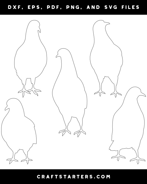 Pigeon Front View Patterns