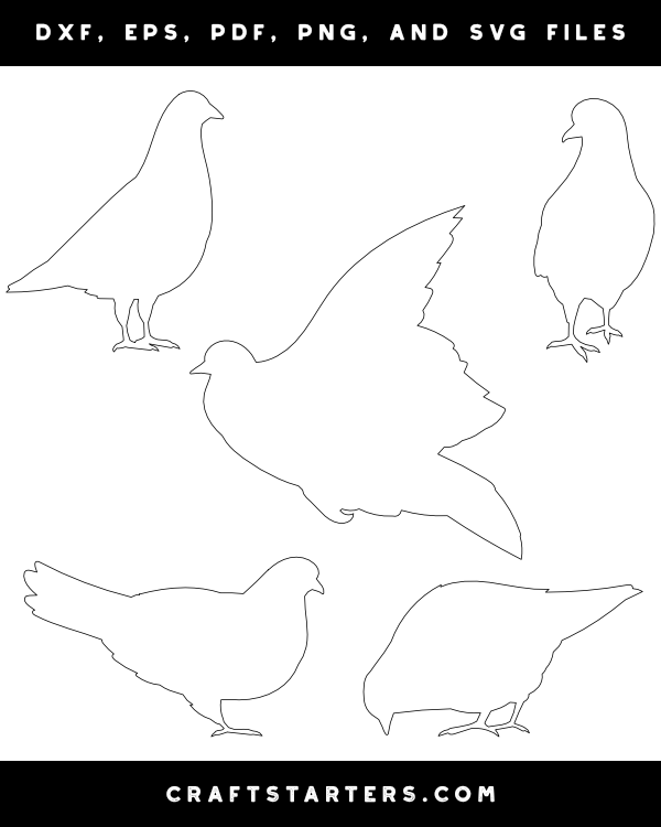 Pigeon Patterns