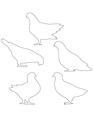 Pigeon Side View Patterns