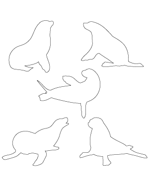 Sea Lion Patterns