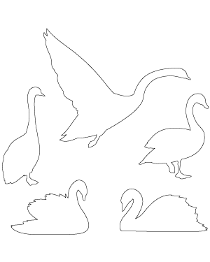 Swan Patterns