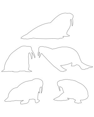 Walrus Patterns