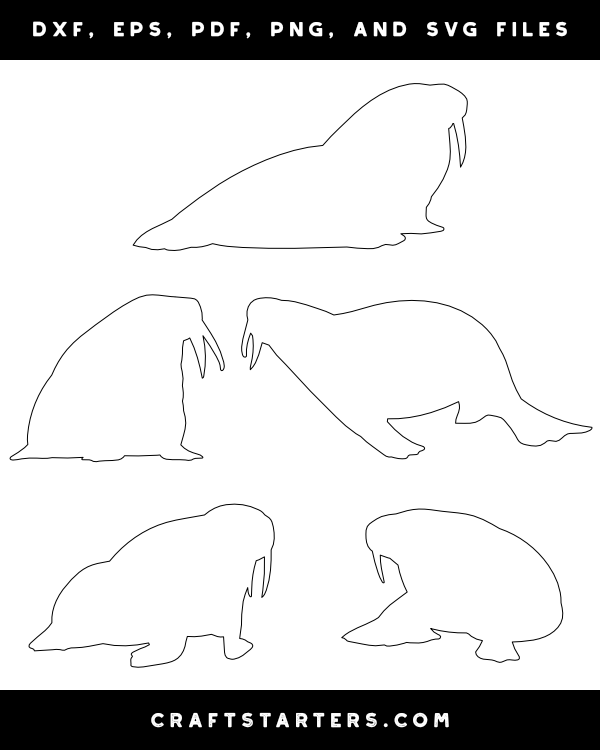 Walrus Patterns