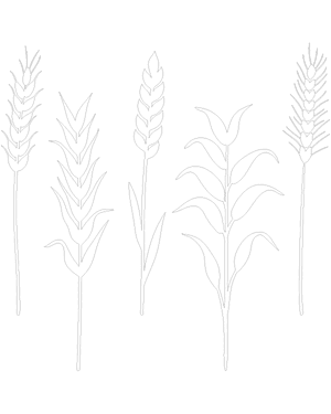 Wheat Stalk Patterns